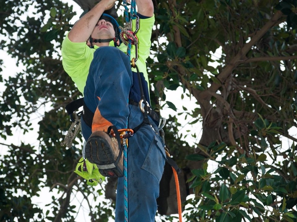 Qualified arborist working in a mature tree during an Enviro Trees UK survey in Berkshire