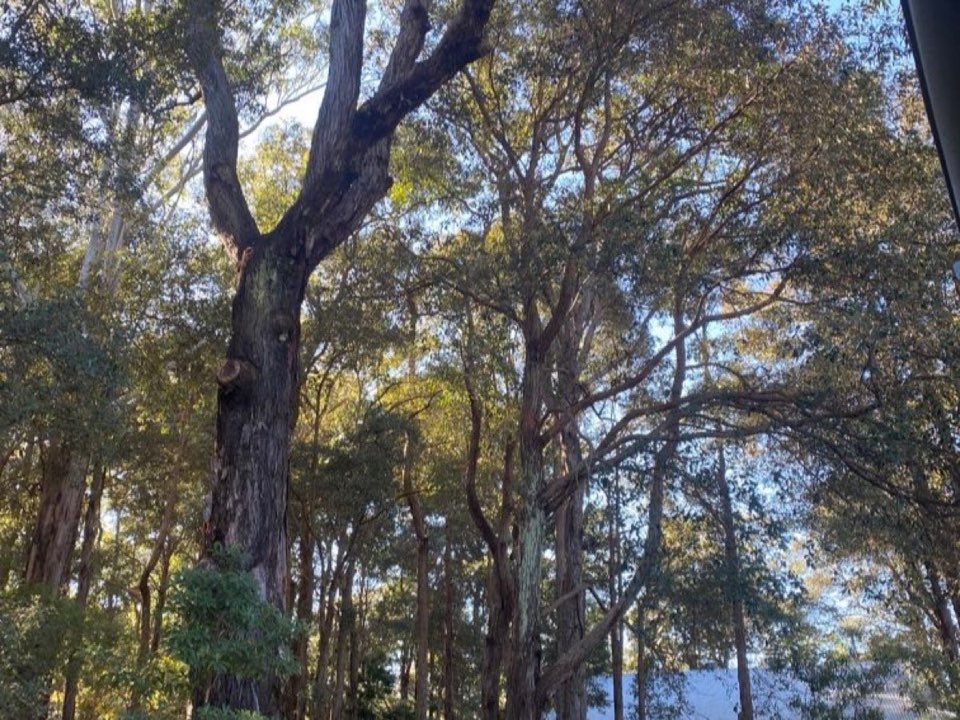 Mature trees in Berkshire parkland with a property visible in the background